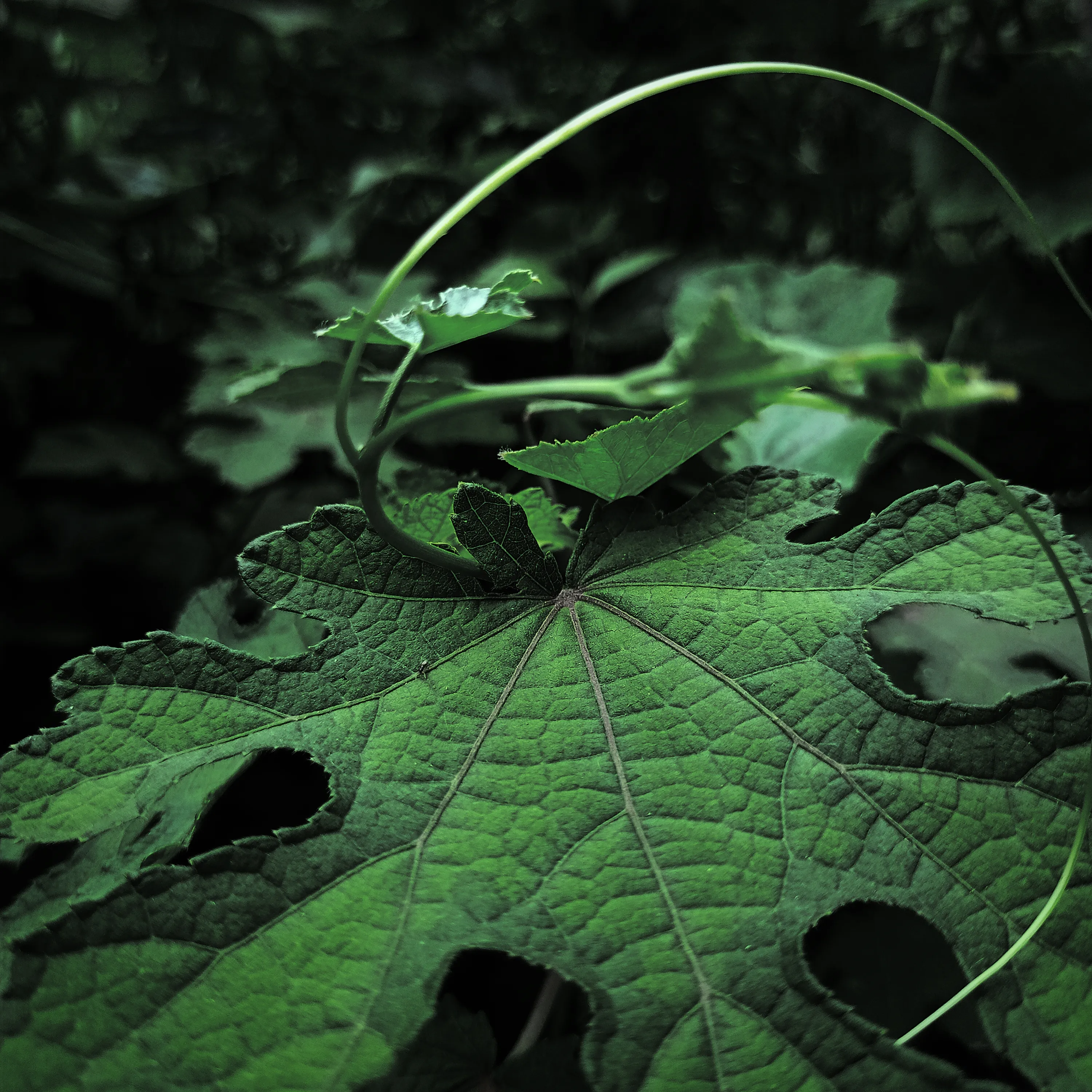 Forest Green